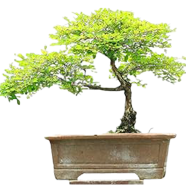 Global Adiantum Capillus Bonsai Seeds - 30 Pcs image