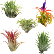 Global Air Plant Tree 15 Pcs Seeds image