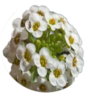 Global Alyssum Flower Seeds - 20 Pcs image