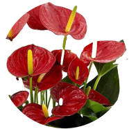Global Anthurium Bonsai Seeds - 20 Pcs image