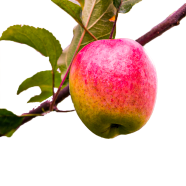 Global Apple Bonsai Seeds -15 Pcs image