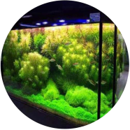 Global Aquarium Green Grass Plants Seeds - 20 Pcs image