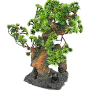Global Aquarium Plant Pine Tree Bonsai Seeds - 10 Pcs image