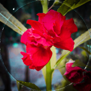 Global Balsam Flower 20 Pcs Seeds image