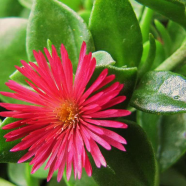 Global Beautiful Atenia Cordifolia Bonsai 30 Pcs Seeds image