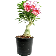 Global Beautiful Desert Rose Flower Bonsai 10 Pcs Seeds image