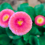 Global Belies Flower Seeds - 20 Pcs image