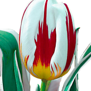 Global Big Ball Tulip Flower 5 Pcs Seeds image