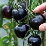 Global Black Cherry Tomato 30 Pcs Seeds image