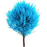 Global Blue Cypress Tree Seeds - 5 Pcs image
