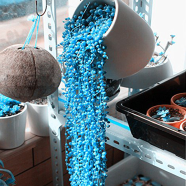 Global Blue Pearl Chlorophytum Flower 20 Pcs Seeds image