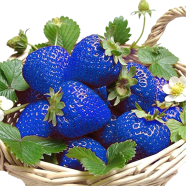 Global Blue Strawberry Seeds - 30 Pcs image