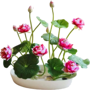 Global Bonsai Flower Lotus For Summer - 5 Pcs Seeds image