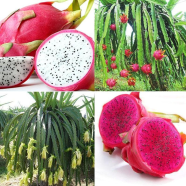 Global Bonsai Pitaya Fruit Tree 10pcs Seeds image