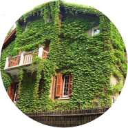 Global Boston Ivy Climbing Creeper Flower 20 Pcs Seeds image