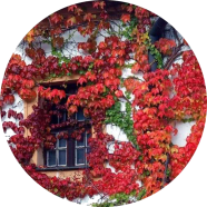 Global Boston Ivy Climbing Red Creeper Flower 20 Pcs Seeds image