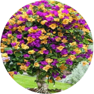 Global Bougainvillea Mini Plant 5 Pcs Seeds image