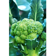 Global Broccoli 20 Pcs Seeds image