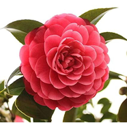 Global Camellia Flower Bonsai 20 Pcs Seeds image