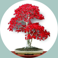 Global Canada Mini Red Maple Bonsai Seeds - 20 Pcs image