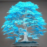 Global Chinese Rare Blue Maple Bonsai 20 Pcs Seeds image