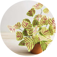 Global Christia Vespertilionis Mixed Bonsai Seeds - 50 Pcs image