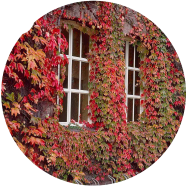 Global Climbing Red Creeper Flower Seeds - 10 Pcs image