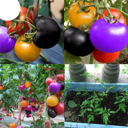 Global Clourful Rainbow Tomato Bonsai 20 Pcs Seeds image