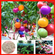 Global Colourful Rainbow Tomato Bonsai 20 Pcs Seeds image