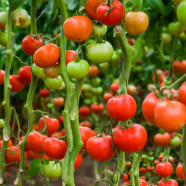 Global Delicious Climbing Tomato 20 Pcs Seeds image