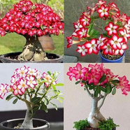 Global Desert Rose Flower Bonsai image