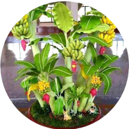 Global Dwarf Banana Bonsai Seeds - 30 Pcs image