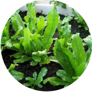 Global Fresh Garden/Tob Bilati Coriander Seeds - 50 Pcs image