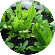 Global Garden Pot Bilati Coriander 50 Pcs Seeds image