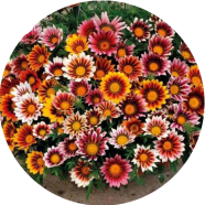 Global Gazania (African Daisies) Flower Seed - 10 Pcs Seeds image
