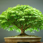 Global Green Mapple Bonsai Tree Seeds -10 Pcs image