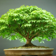 Global Green Pabon Jhau Tree 50 Pcs Seeds image