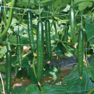 Global Green Qiu Sheng Hot Vegetable Bonsai Cucumber - 20 Pcs Seeds image