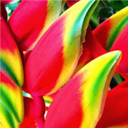 Global Heliconia Antirrhinum Flower 10 Pcs Seeds image