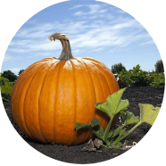 Global Hybrid Pumpkin - 5 Pcs Seeds image