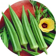 Global Ladies Finger/Orka 20 Pcs Seeds image