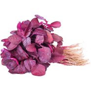 Global Lal Shak/ Red Spinach image