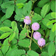 Global Lojjaboti/Mimosa Plant Seeds -10 Pcs image