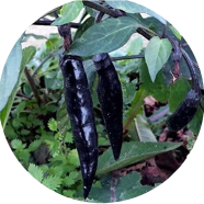 Global Long Black Chili - 20 Pcs Seeds image