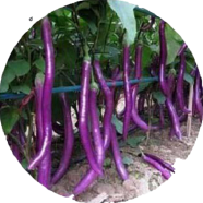 Global Long Brinjal Seeds - 10 Pcs image