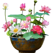 Global Lotus Flower Bonsai 5 Pcs Seeds image