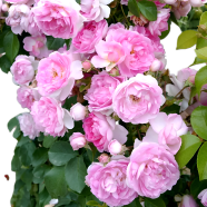 Global Mary Rose Flower Seeds 30pcs image