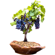 Global Miniature Grape - 20 Pcs Seeds image