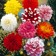 Global Mix Color Perennial Flower Seeds - 10 Pcs image