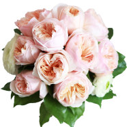 Global Mix Colour Roses Flower 30 Pcs Seeds image